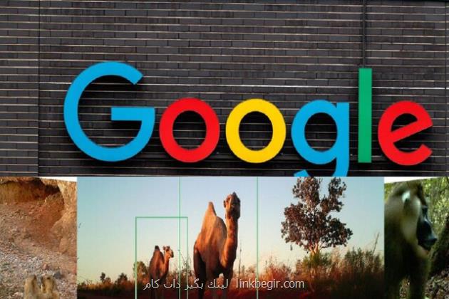 مدل هوش مصنوعی گوگل برای تحلیل تصاویر حیات وحش مدل هوش مصنوعی گوگل برای تحلیل تصاویر حیات وحش